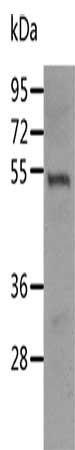 RUNX3 Antibody