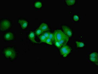 RUSC1 Antibody