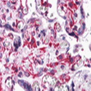 RUSC2 Antibody