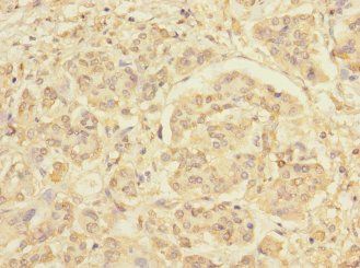 RXFP3 Antibody