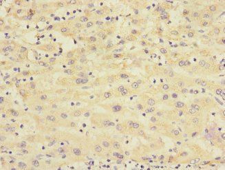 RXFP3 Antibody