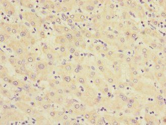 RXFP3 Antibody