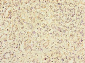 RXFP3 Antibody