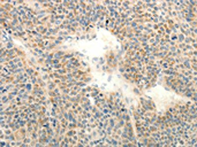 RXFP3 Antibody