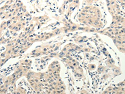RXFP3 Antibody