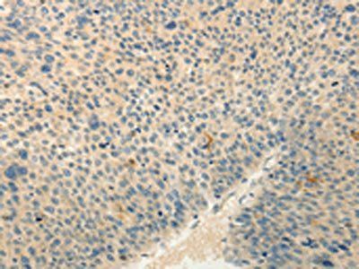 RXFP3 Antibody