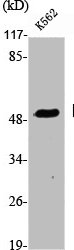 RXRG Antibody