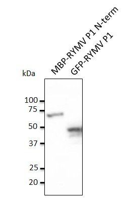 RYMV P1 Antibody