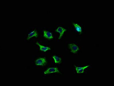 RYR3 Antibody