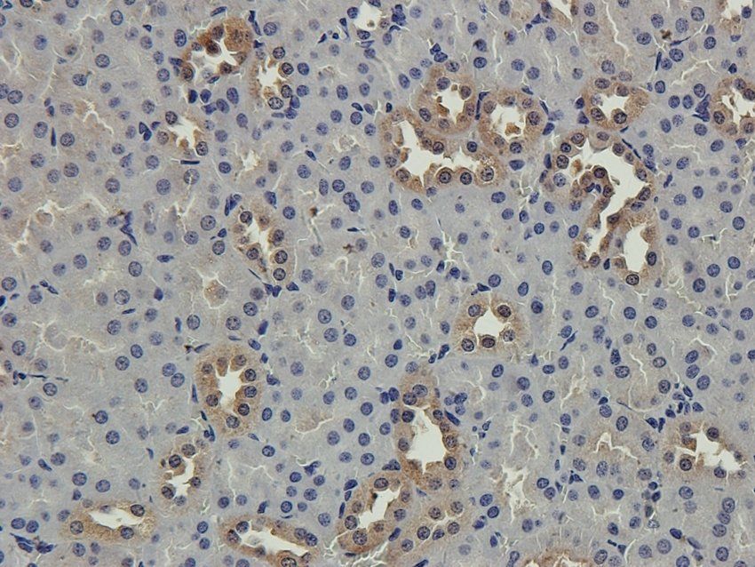S13A1 Rabbit Polyclonal Antibody