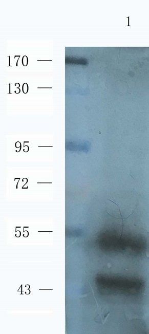 S13A1 Rabbit Polyclonal Antibody