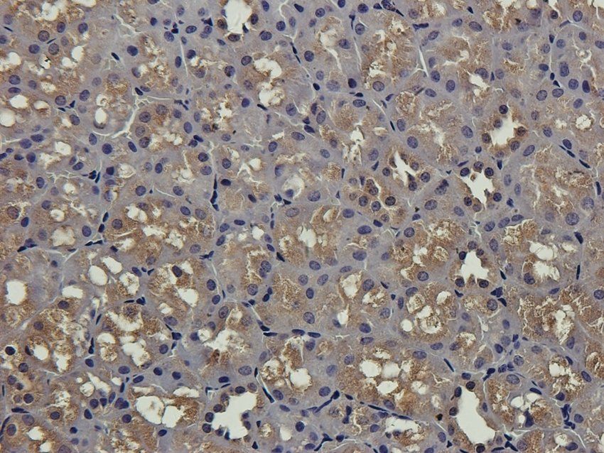 S13A1 Rabbit Polyclonal Antibody