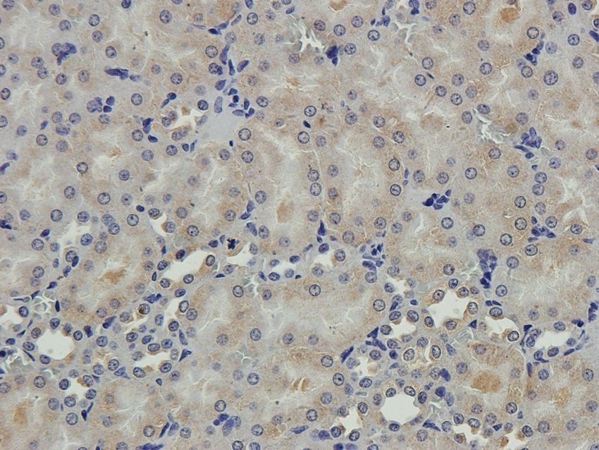 S13A1 Rabbit Polyclonal Antibody