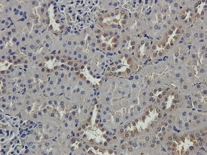 S13A1 Rabbit Polyclonal Antibody