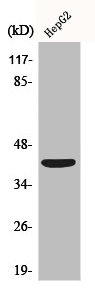 S1PR4 Antibody