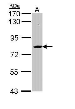 SAH3 Rabbit Polyclonal Antibody