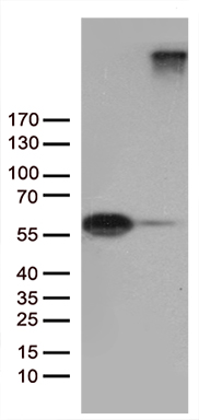 SAMD12 Antibody