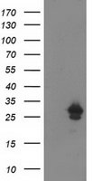 SAMHD1 Antibody