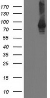 SAMHD1 Antibody