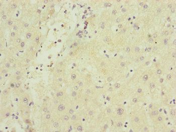 SAMM50 Antibody