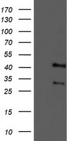 DLG3 Antibody