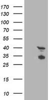 DLG3 Antibody