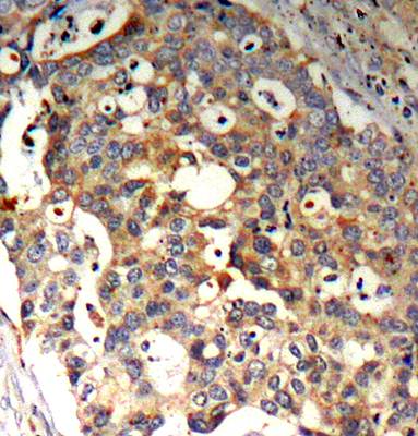 SAPK/JNK (Ab83) Antibody
