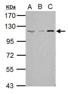 SART1 antibody [N2C1], Internal