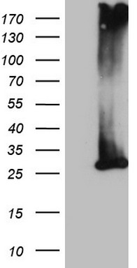 SAV1 Antibody