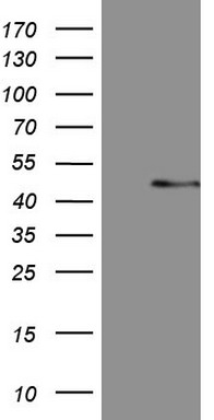 SAV1 Antibody