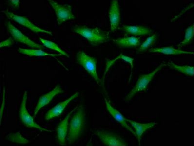 SBDS Antibody