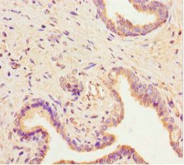 SCAMP2 Antibody