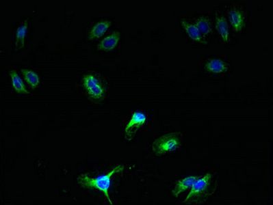 SCAMP5 Antibody