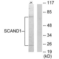 SCAND1 Antibody