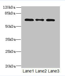 SCARA3 Antibody