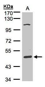 SCARA3 antibody [N2C2], Internal