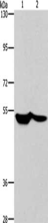 SCARB1 Antibody