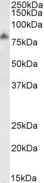 LIMP2/SCARB2, Biotinylated Antibody