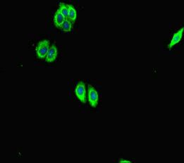 SCG2 Antibody