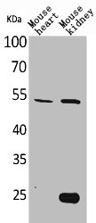 SCG3 Antibody