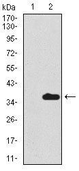SCGB1A1 Antibody