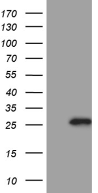 SCML2 Antibody