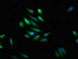 SCN9A Antibody