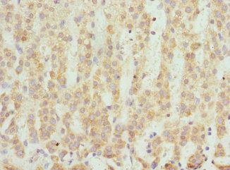 SCO2 Antibody