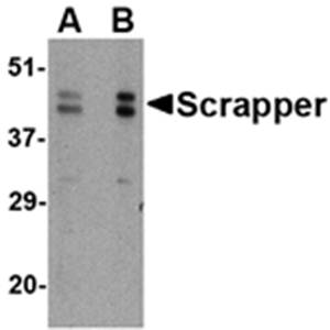 SCRAPPER Rabbit Polyclonal Antibody