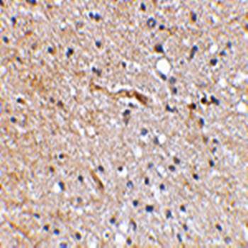 SCRAPPER Rabbit Polyclonal Antibody