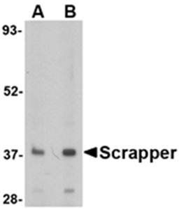 SCRAPPER Rabbit Polyclonal Antibody