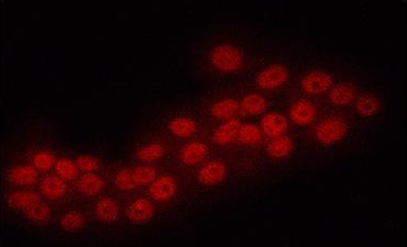 ERG antibody [C3], C-term