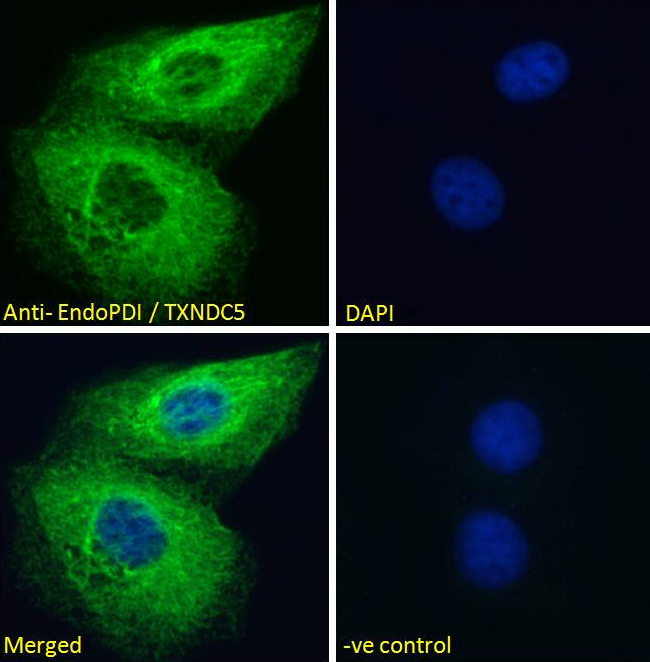 Goat anti-EndoPDI / TXNDC5 Antibody