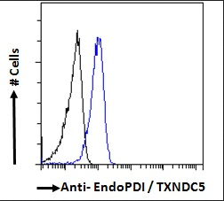 Goat anti-EndoPDI / TXNDC5 Antibody